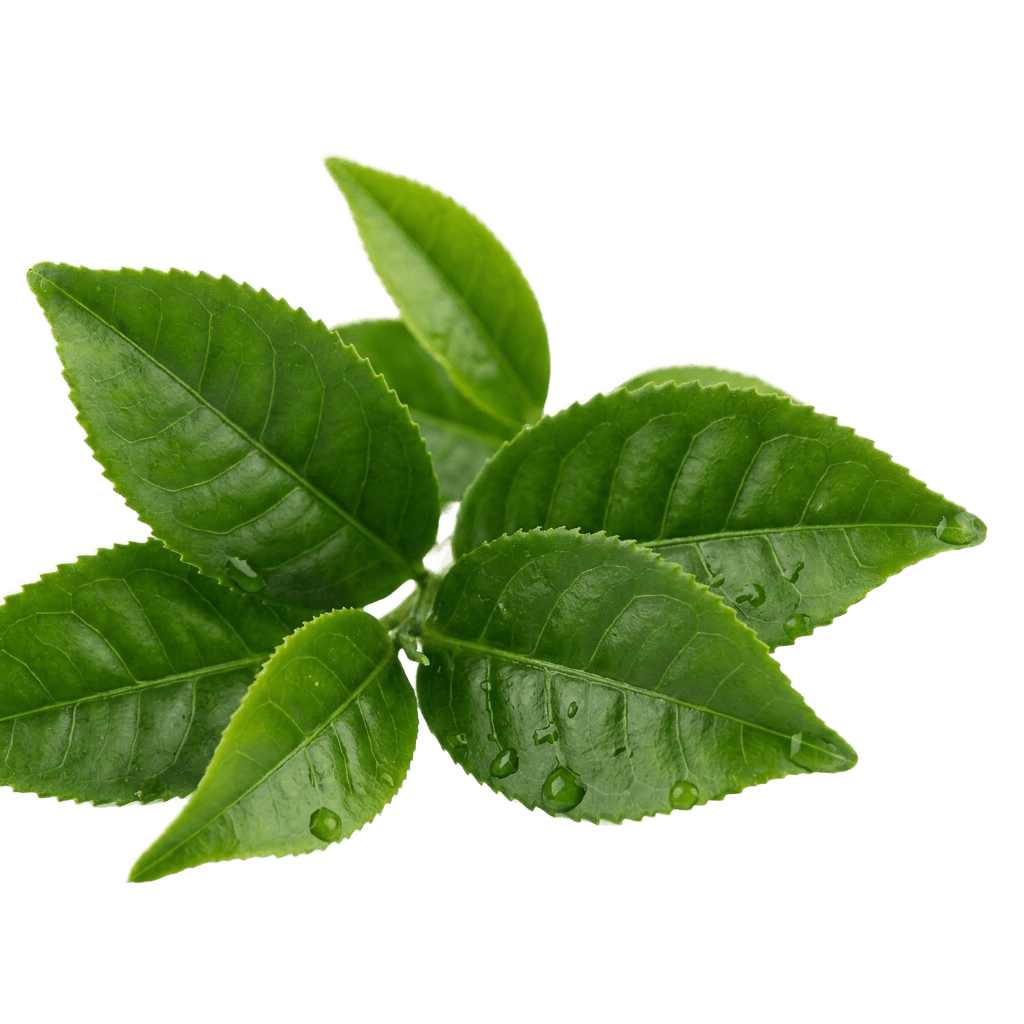 L-Theanine
