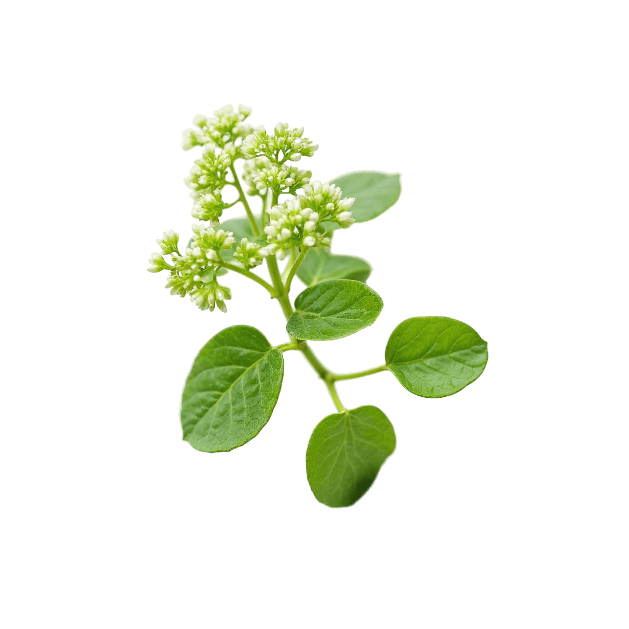Bacopa Monnieri